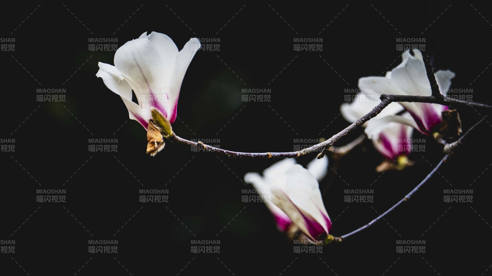 玉兰花绽放枝头图片