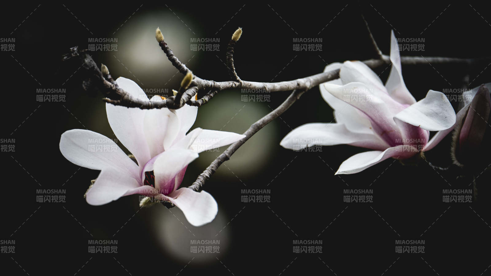 玉兰花开 暗香浮动图片