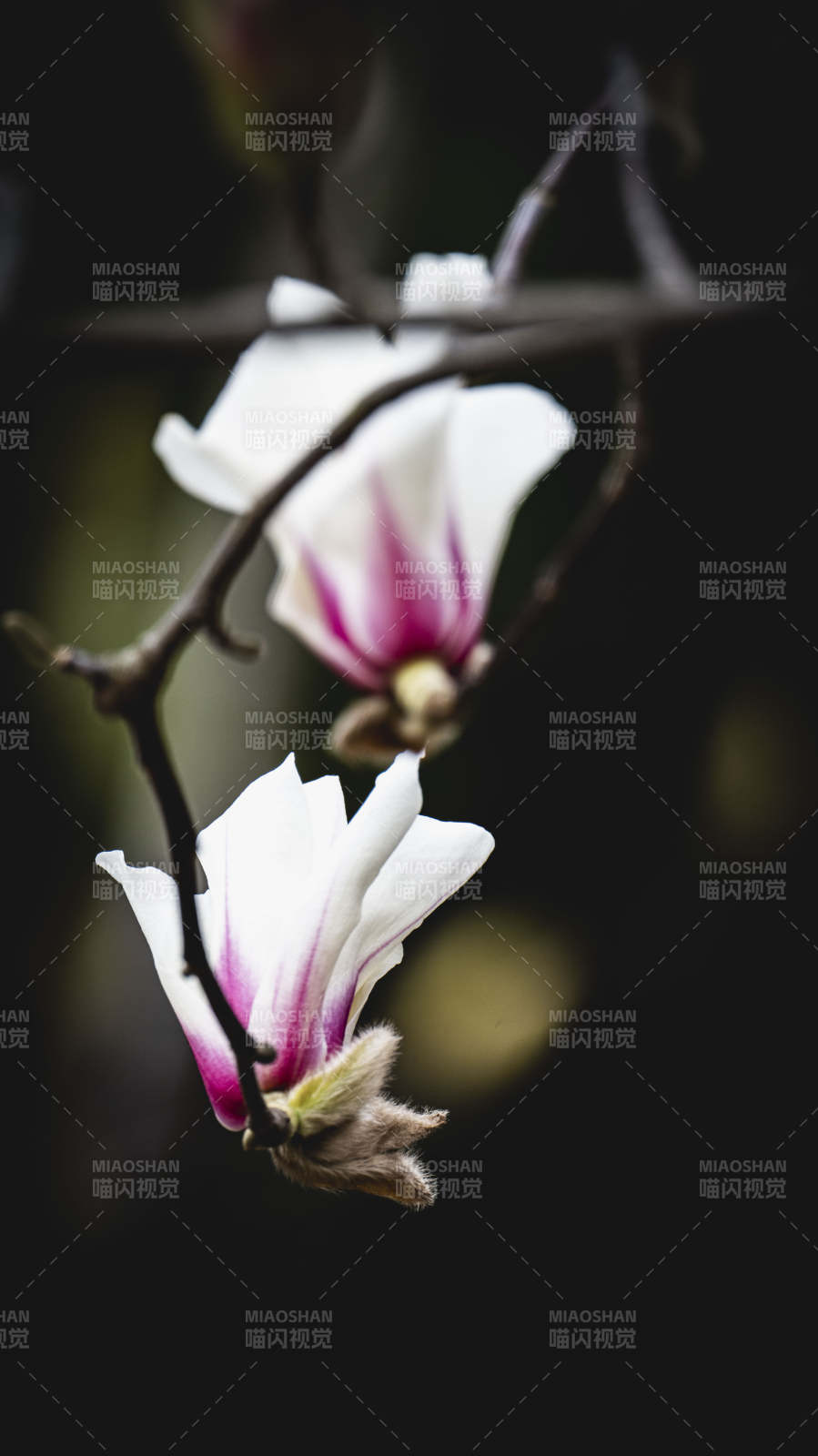 玉兰绽放 静谧之美图片