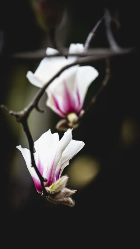 玉兰绽放 静谧之美图片