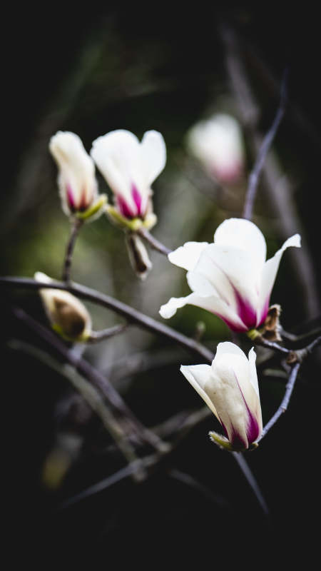 玉兰花绽放图片