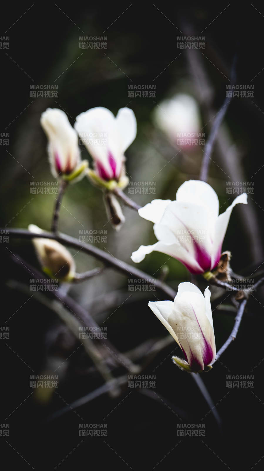 玉兰花绽放图片