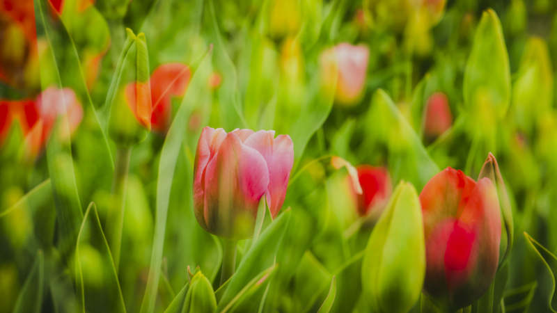 春日花海绽放图片