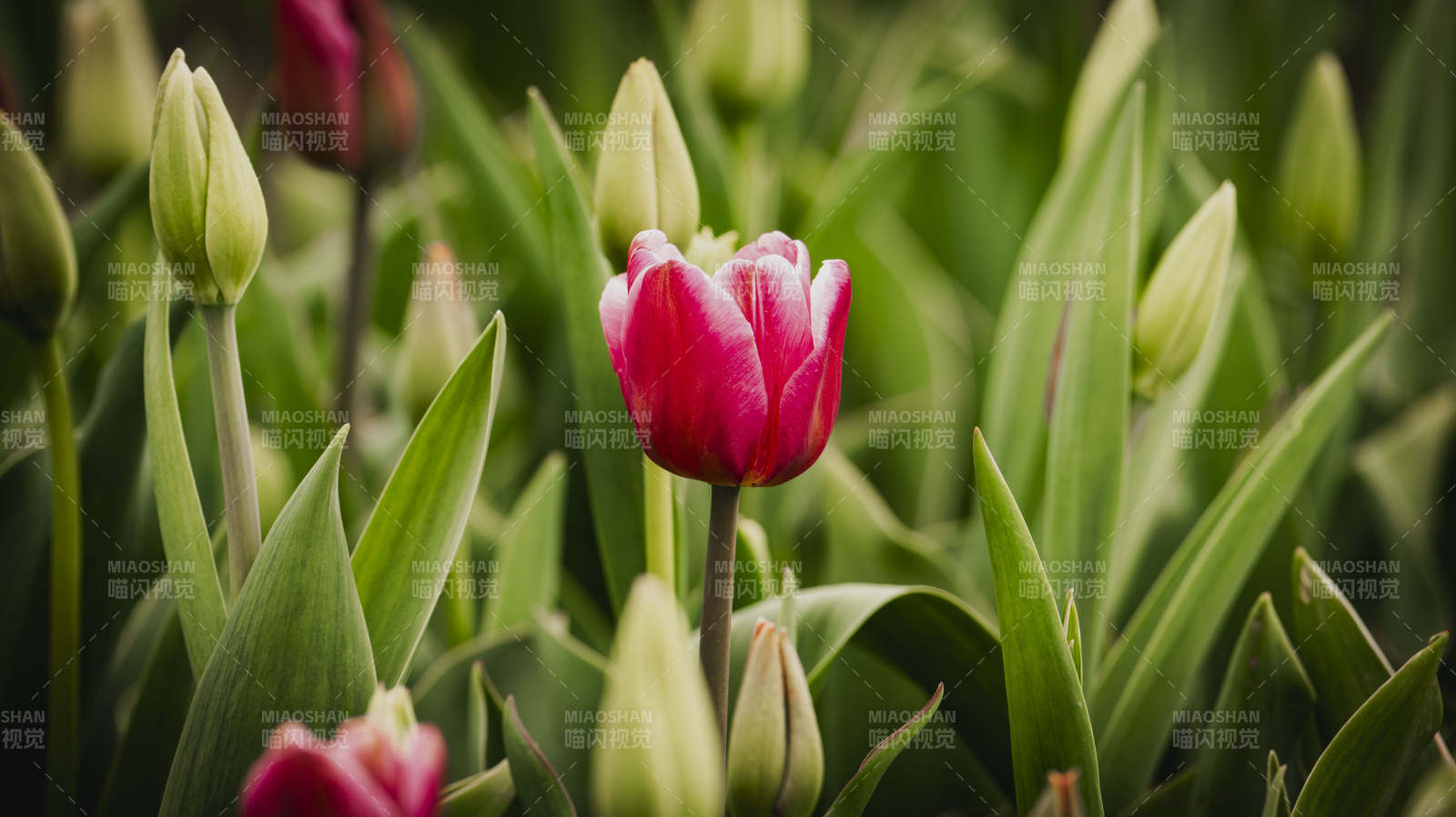 粉红郁金香绽放图片