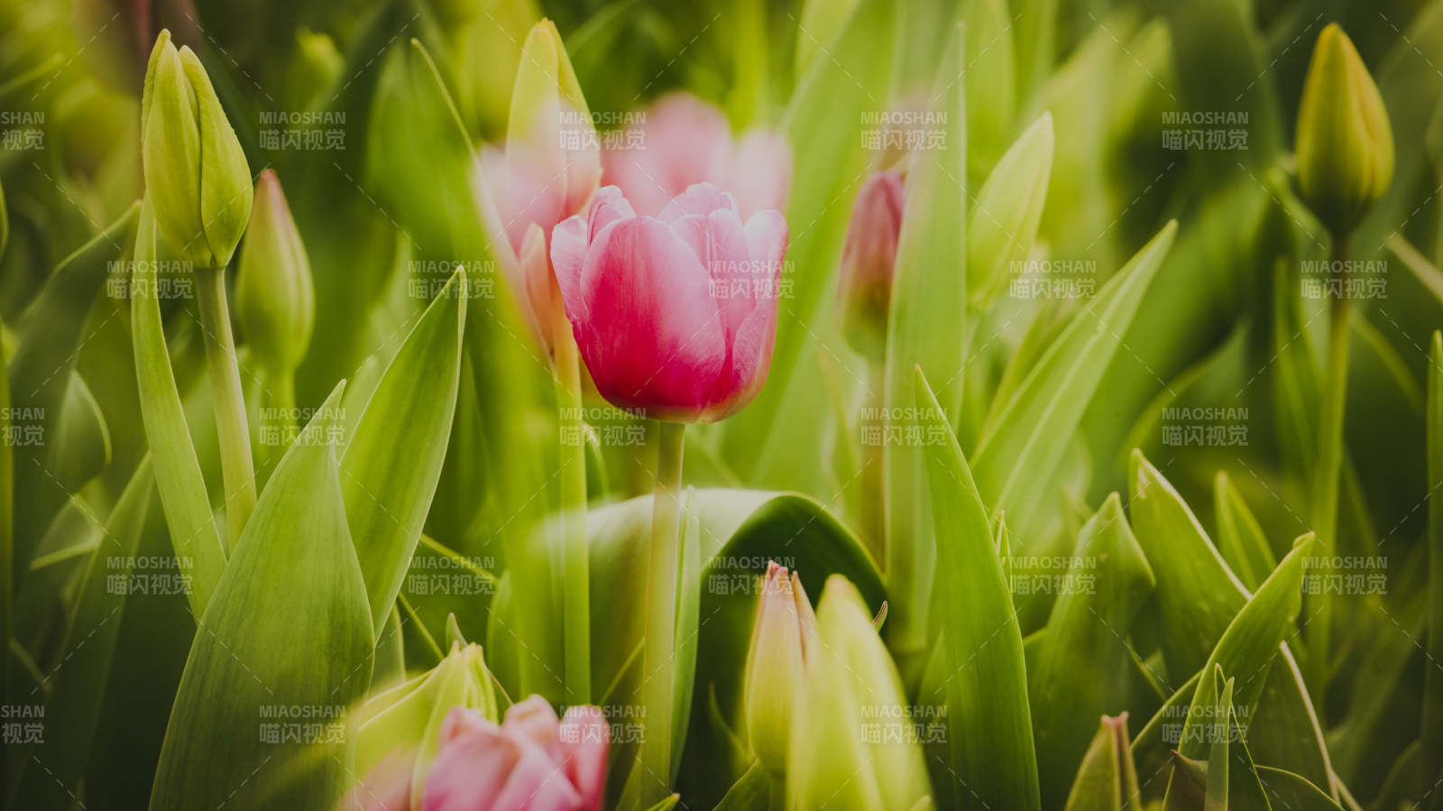 春日 tulip 花海图片