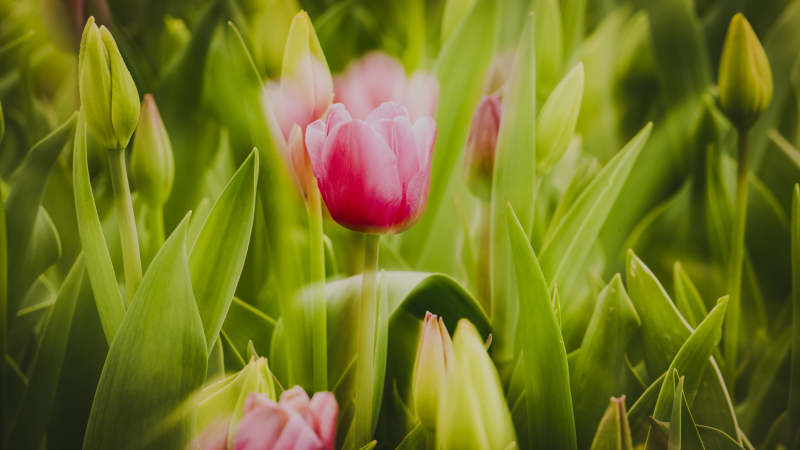 春日 tulip 花海图片