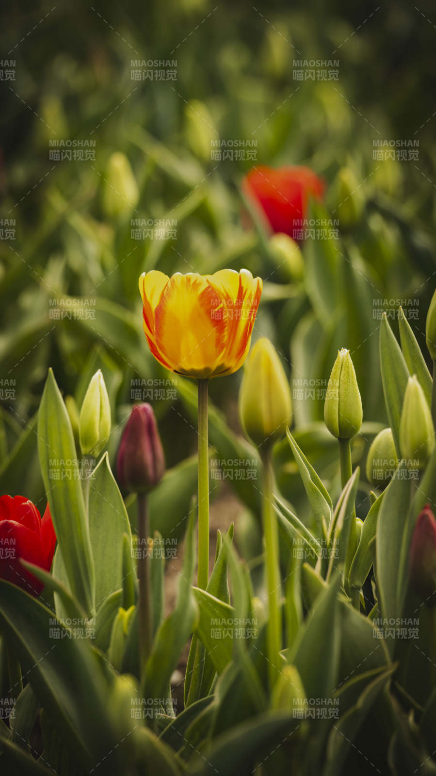 春日郁金香绽放图片
