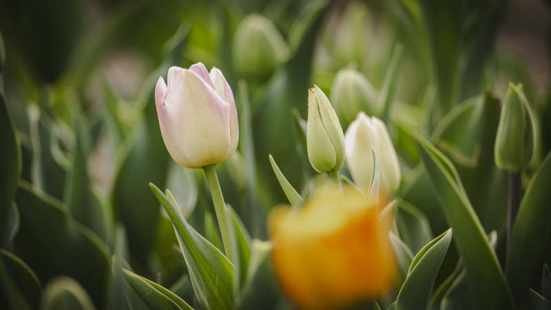 春日 tulip 花开图片