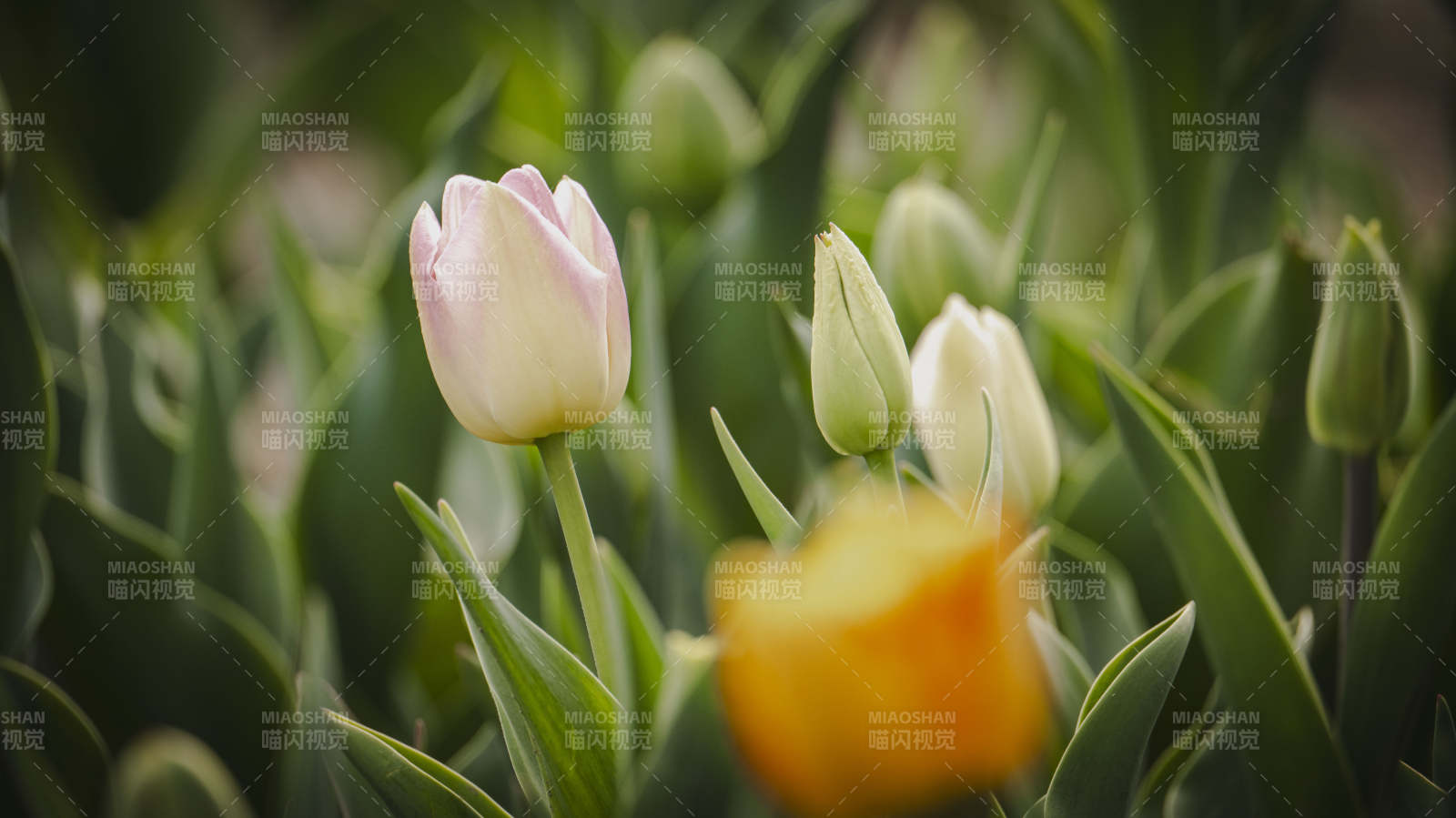 春日 tulip 花开图片