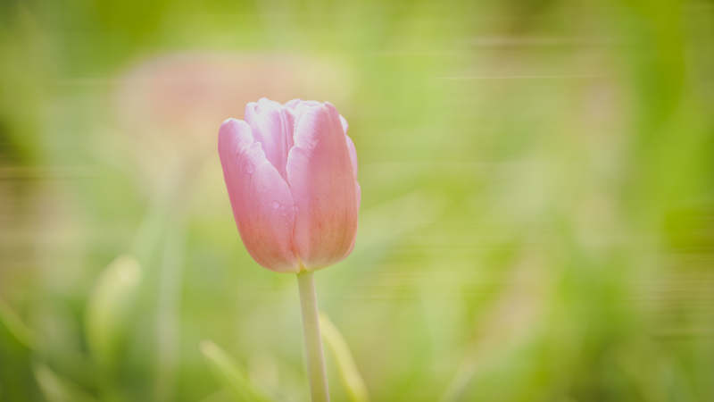 粉红郁金香绽放图片