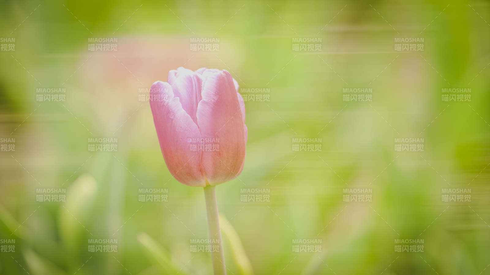 粉红郁金香绽放图片