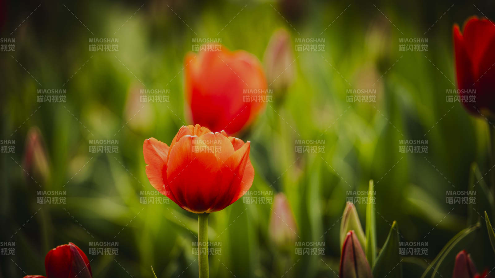 红郁金香绽放图片