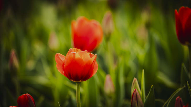 红郁金香绽放图片