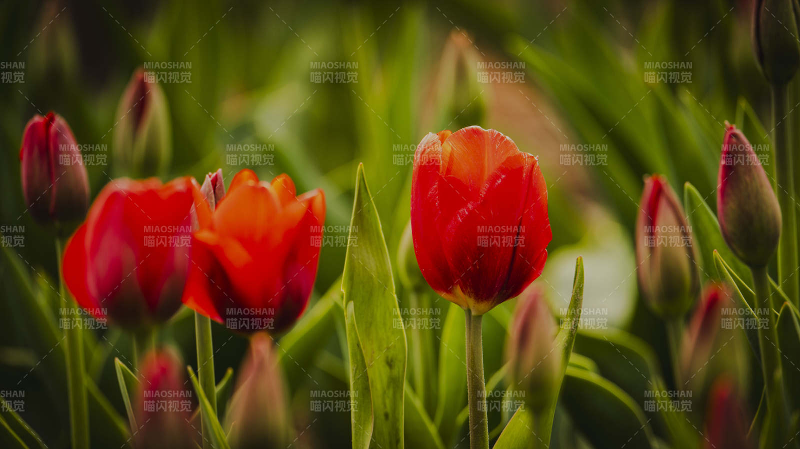 红郁金香绽放图片