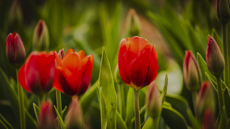 红郁金香绽放图片