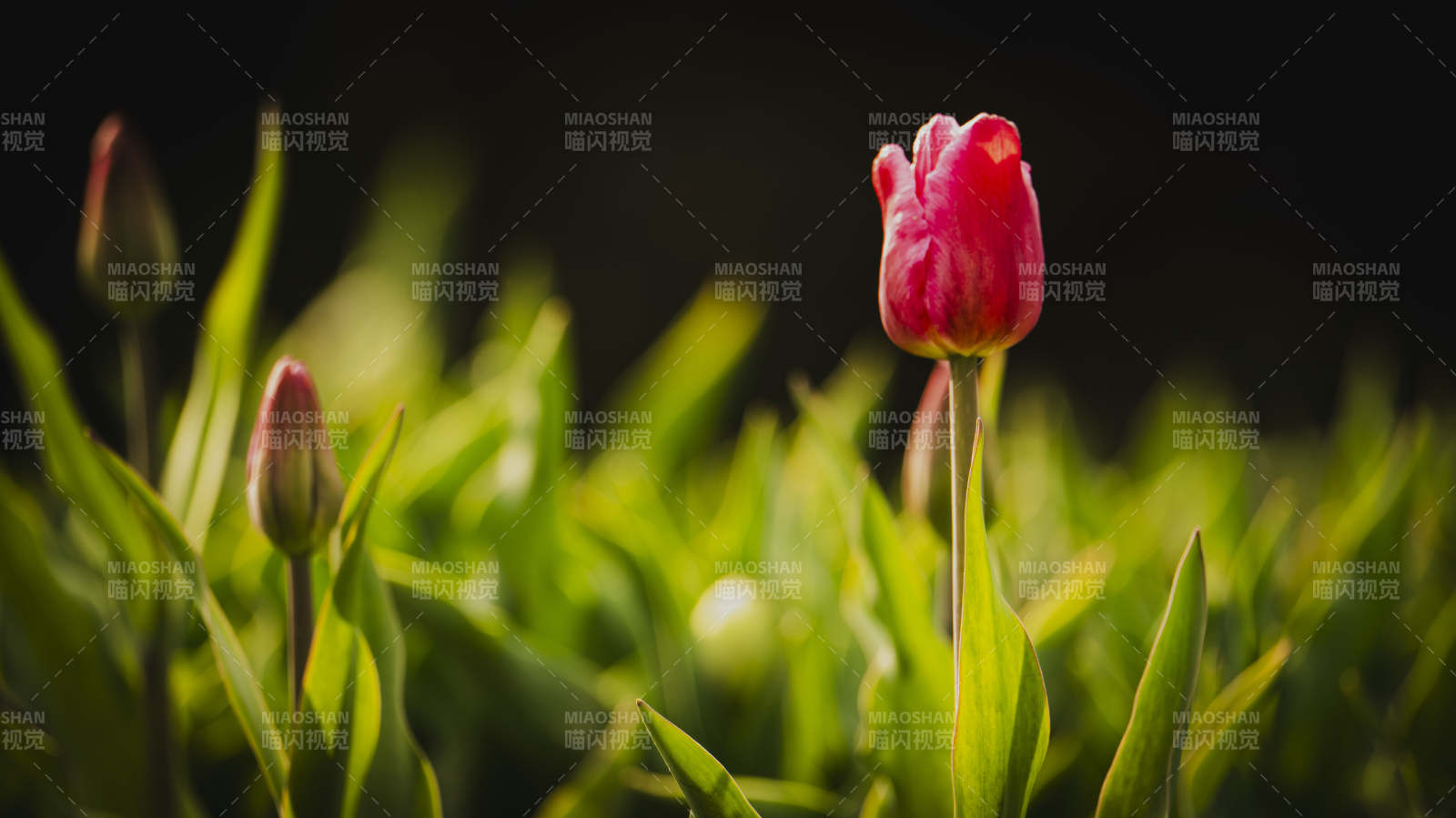 粉红郁金香绽放图片