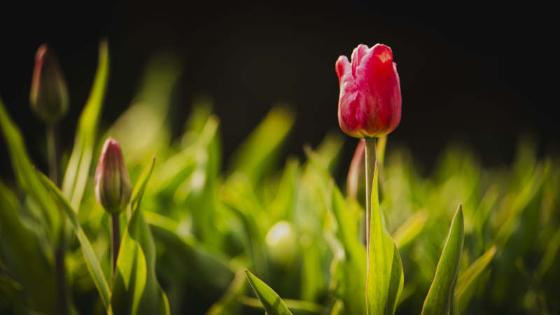 粉红郁金香绽放图片