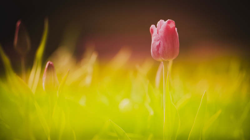 粉红郁金香绽放图片