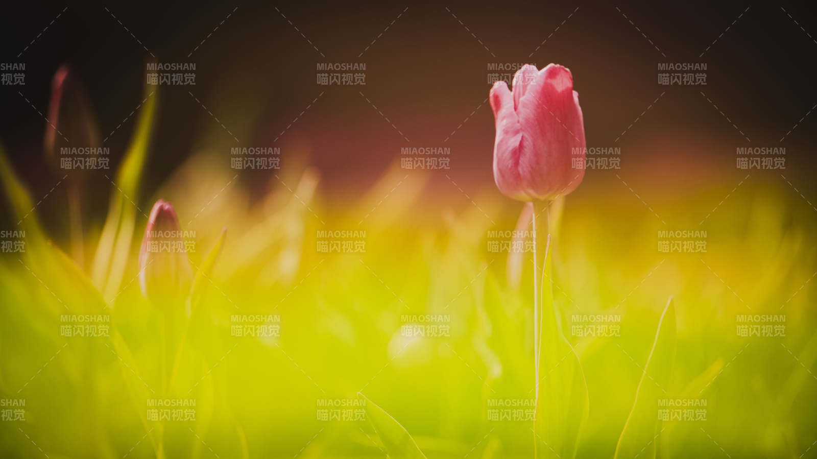 粉红郁金香绽放图片