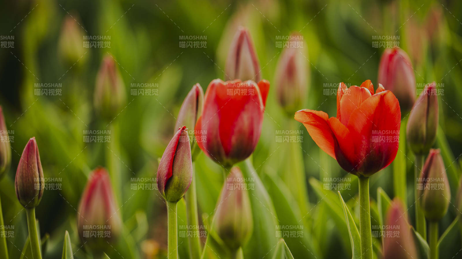 红郁金香绽放图片