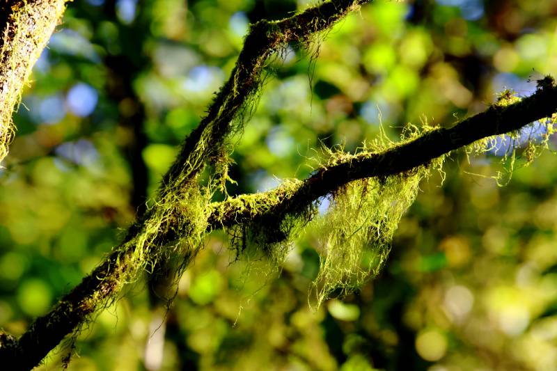 青苔缠枝 绿意盎然图片