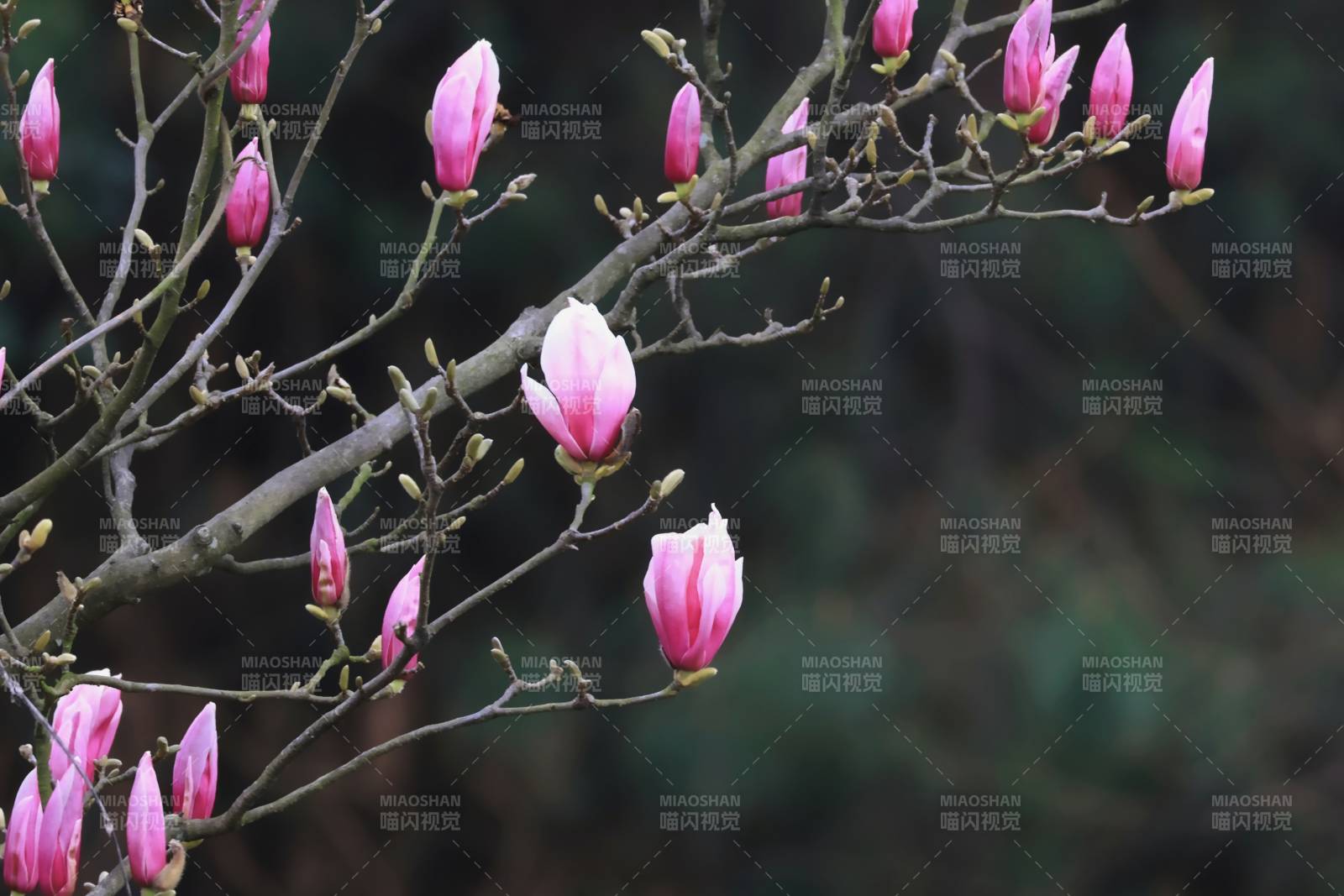 玉兰花绽放枝头图片