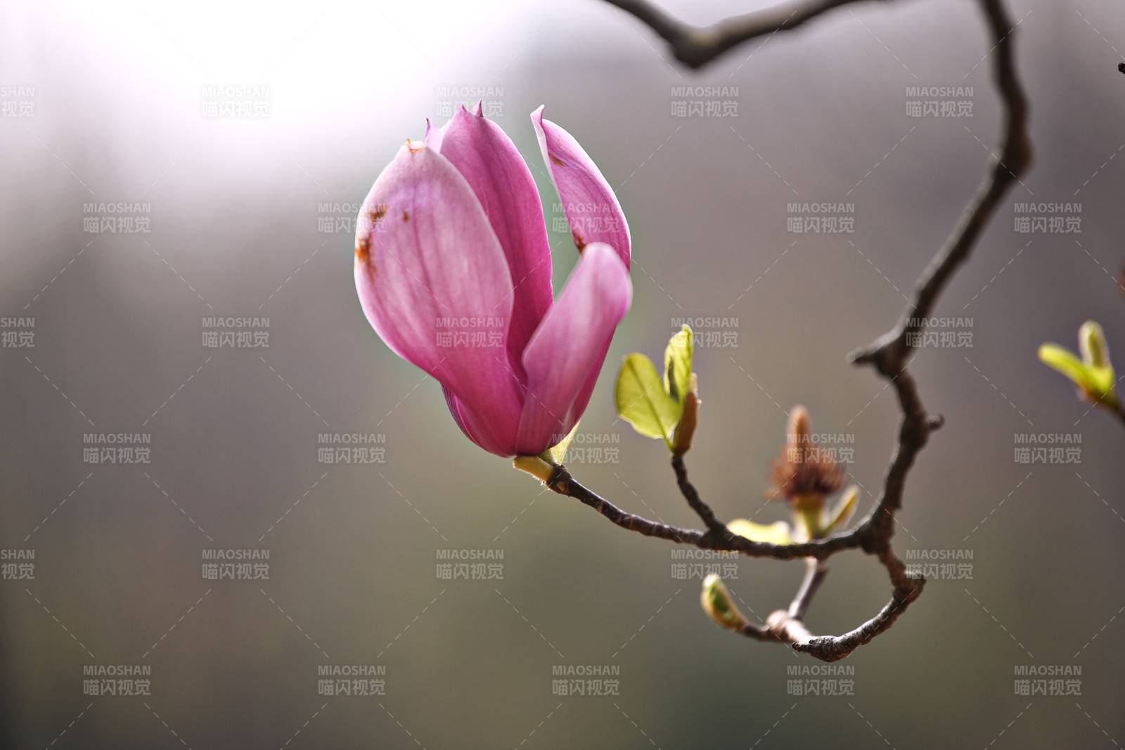 玉兰花绽放枝头图片