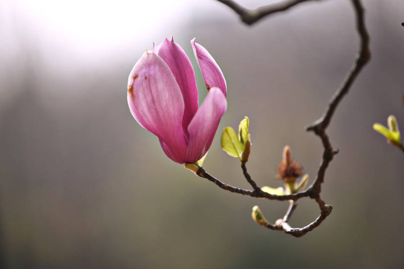 玉兰花绽放枝头图片