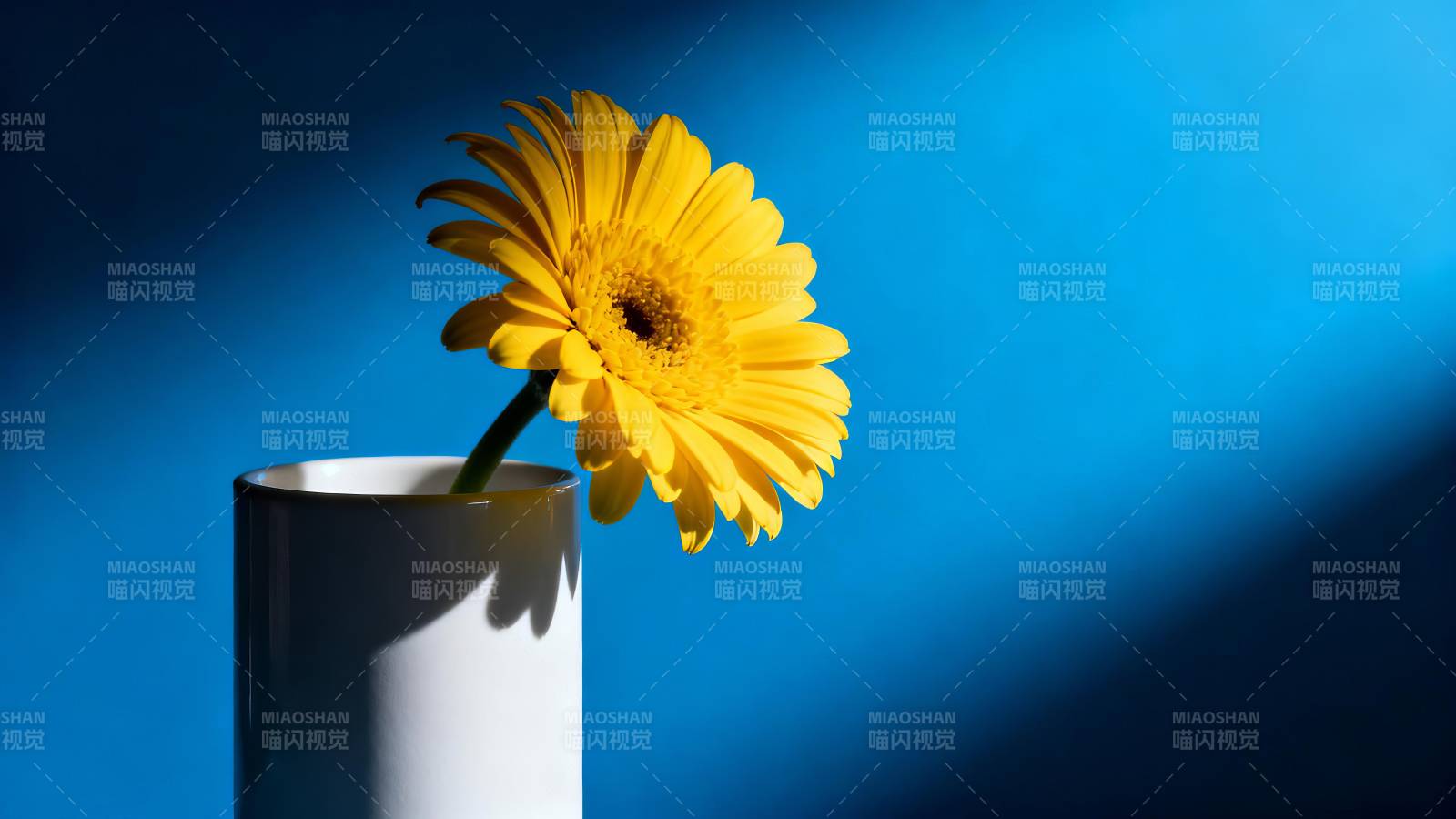 黄花映蓝背景图片