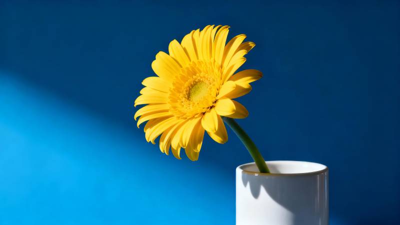 黄花映蓝背景图片