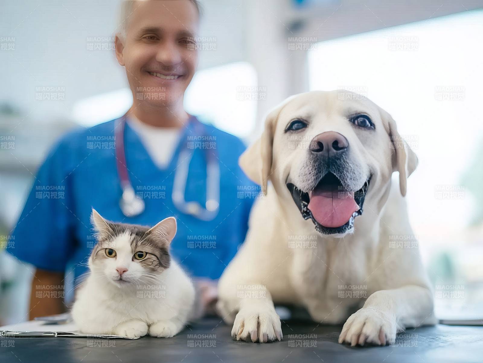 宠物医生与猫狗图片