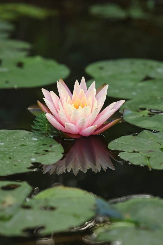 池塘睡莲绽放图片