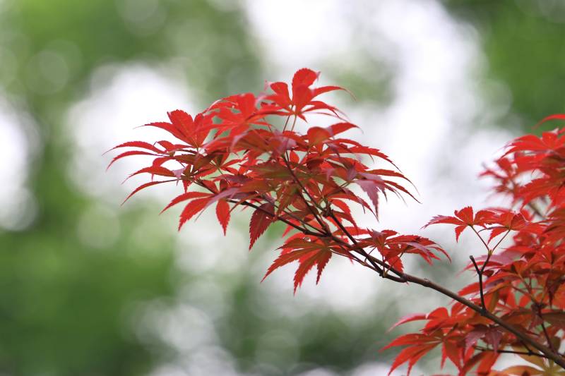 红枫叶枝头绽放图片