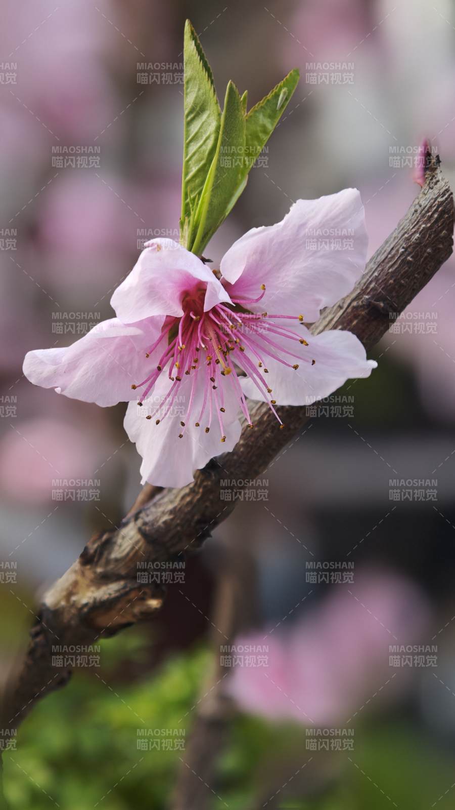 桃花绽放枝头图片