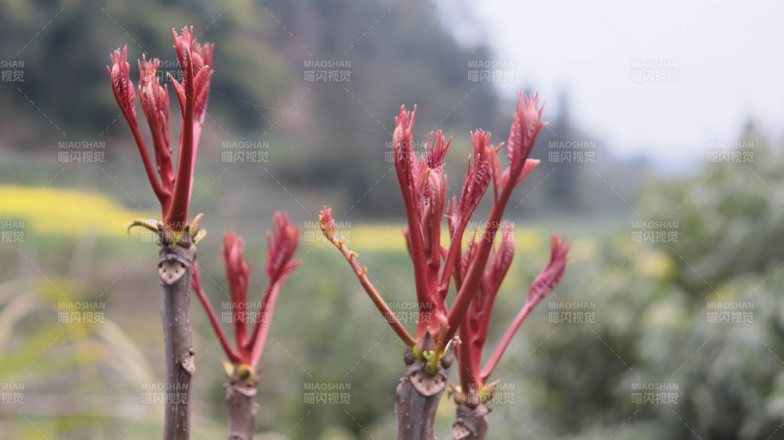 红芽初绽春意浓图片