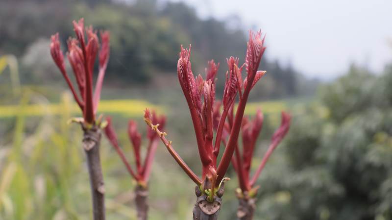 红芽初绽春意浓图片