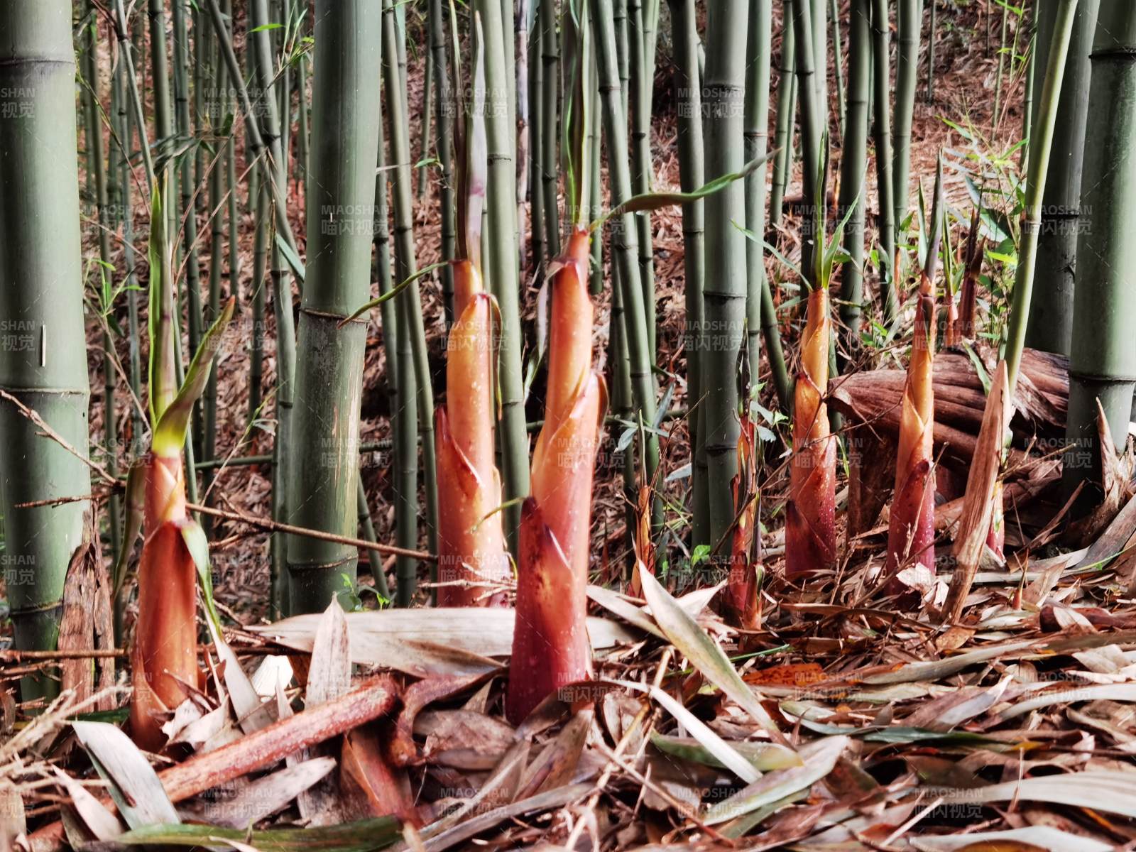 竹笋破土而出图片