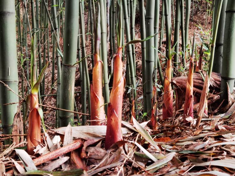 竹笋破土而出图片