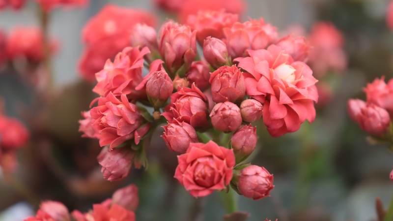 粉红花簇绽放图片