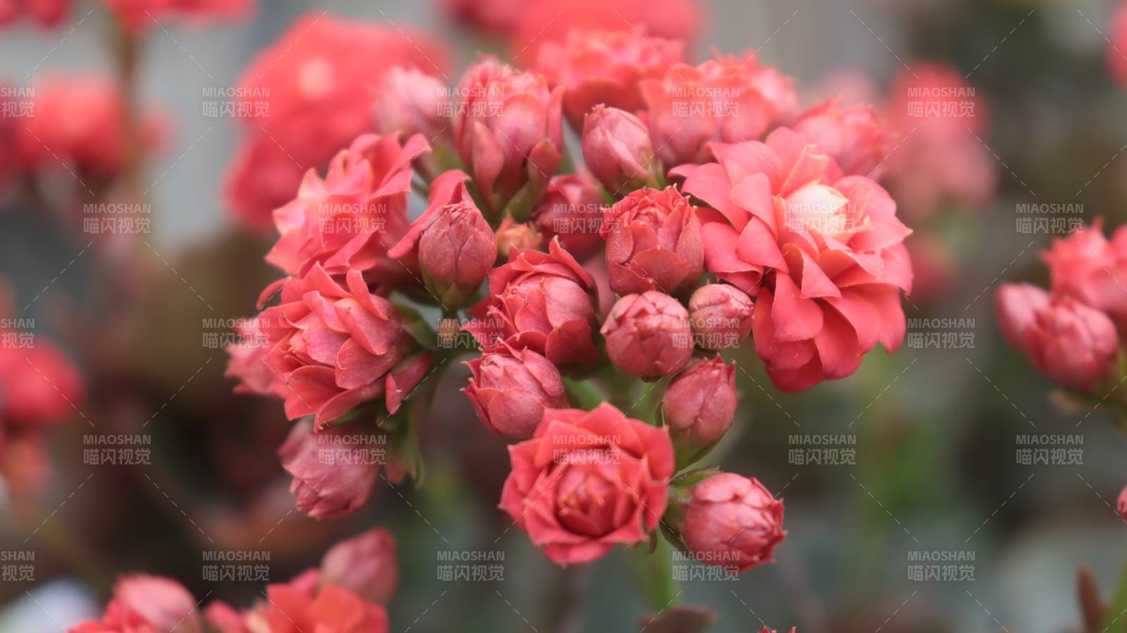 粉红花簇绽放图片