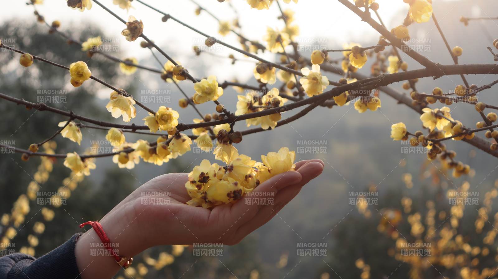 手捧梅花迎春光图片