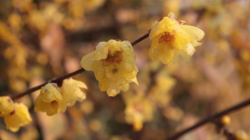 腊梅绽放枝头图片