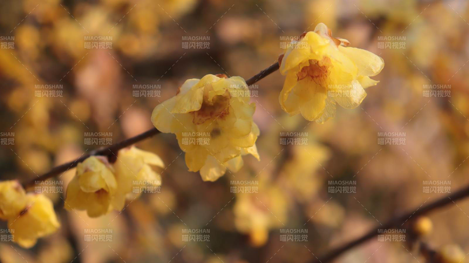 腊梅绽放枝头图片