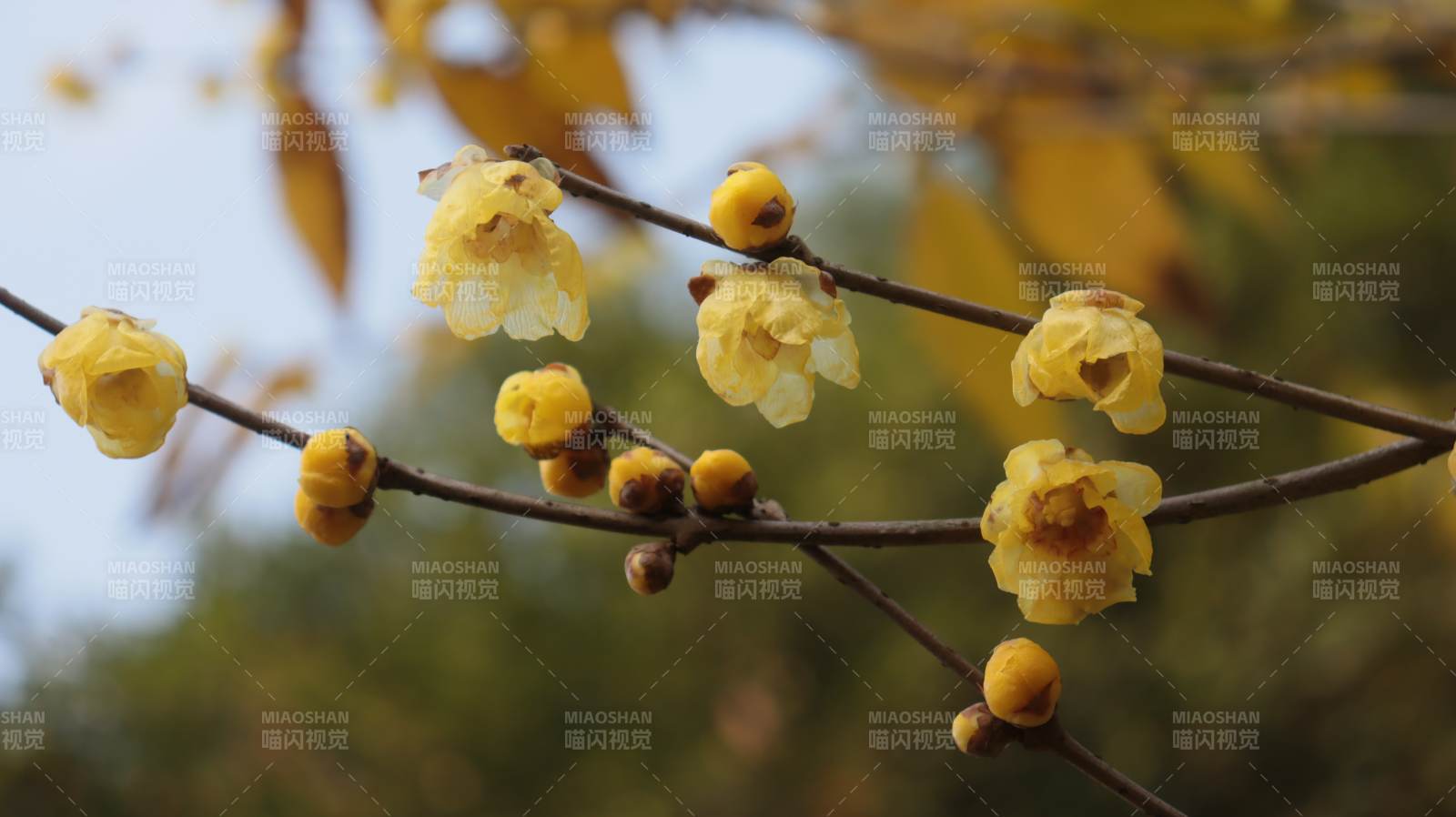 腊梅绽放枝头图片