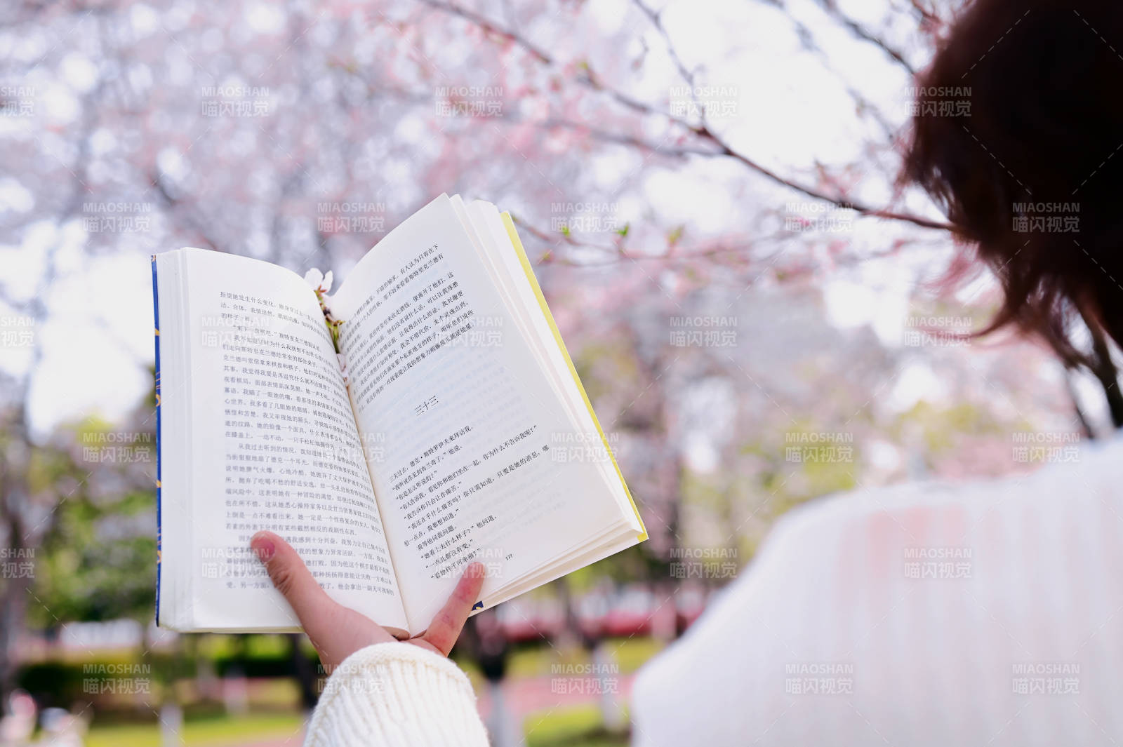 樱花树下读书图片