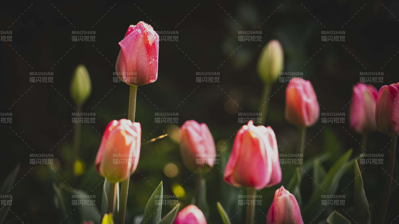 粉红郁金香绽放图片