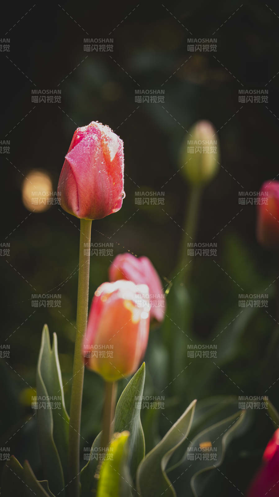 雨后郁金香绽放图片