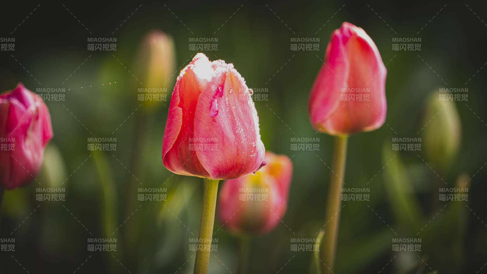 雨后粉红郁金香图片