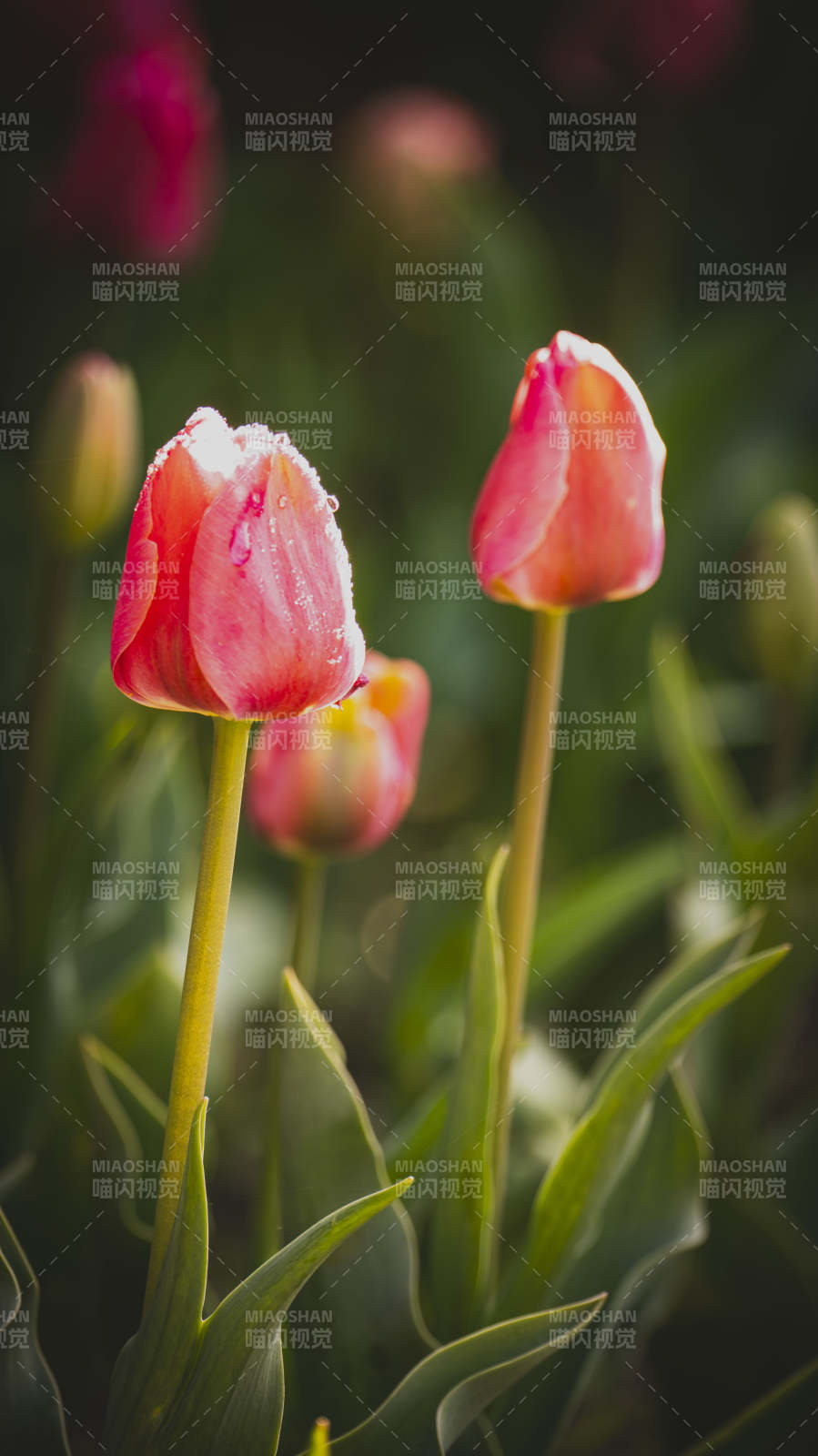 雨后粉红郁金香图片