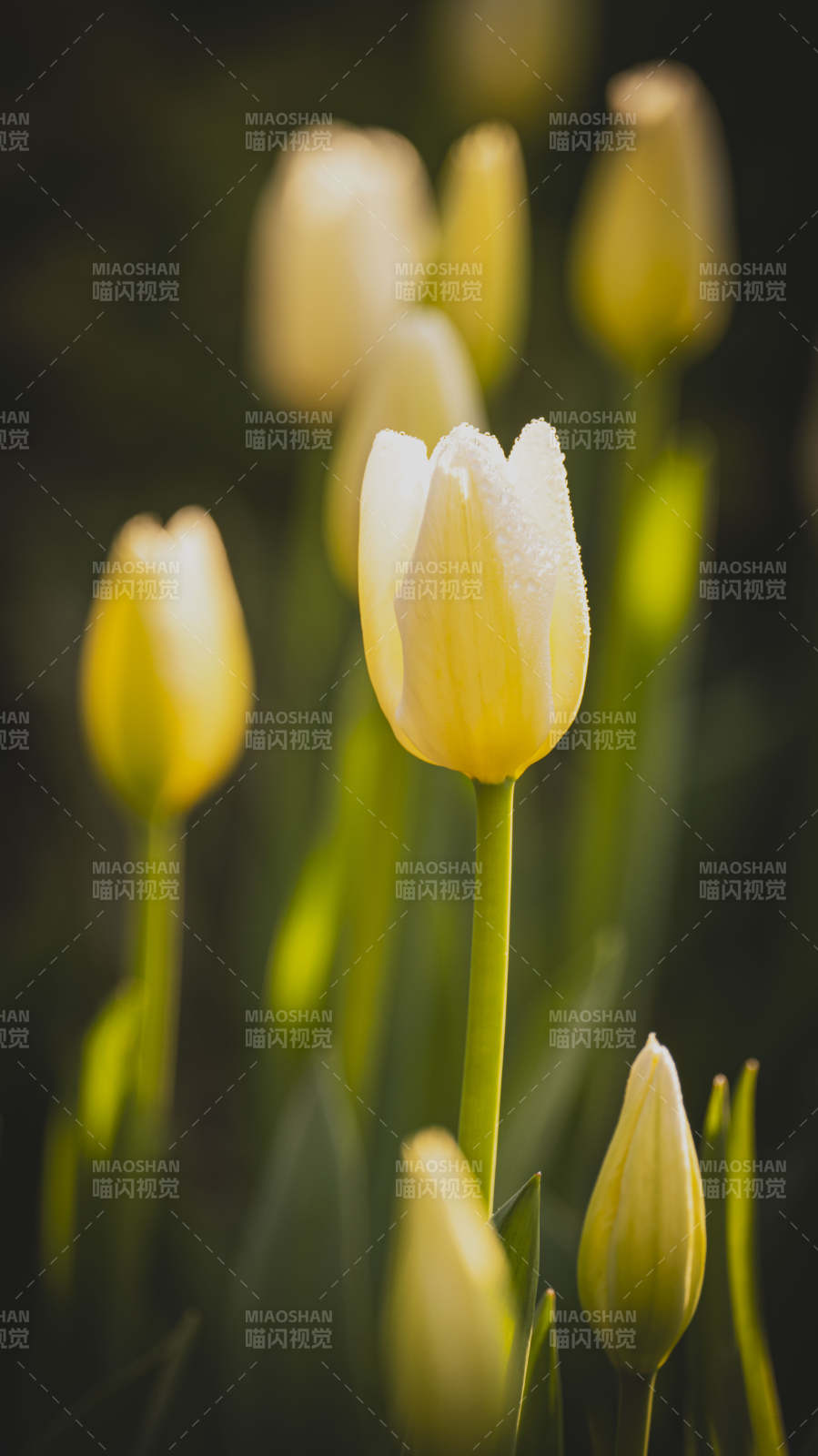 淡黄郁金香绽放图片